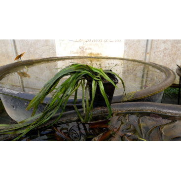 VALLISNERIA spiralis