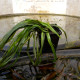 VALLISNERIA spiralis