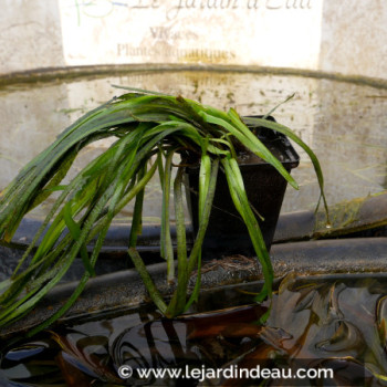 VALLISNERIA spiralis