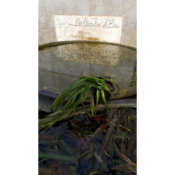 VALLISNERIA spiralis