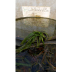VALLISNERIA spiralis