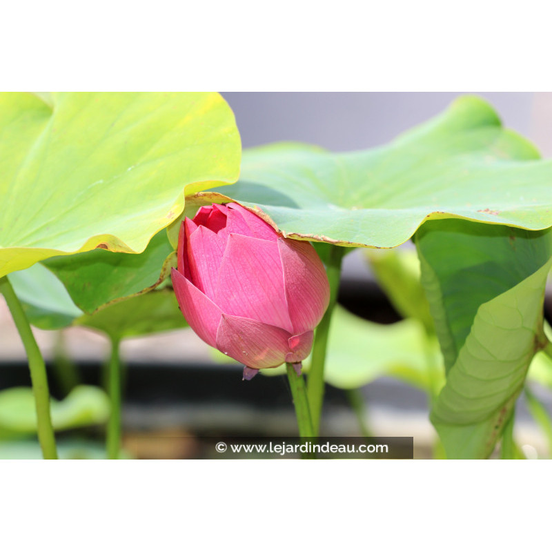NELUMBO 'Red Light 15'