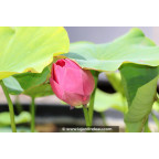 NELUMBO 'Red Light 15'