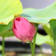 NELUMBO 'Red Light 15'