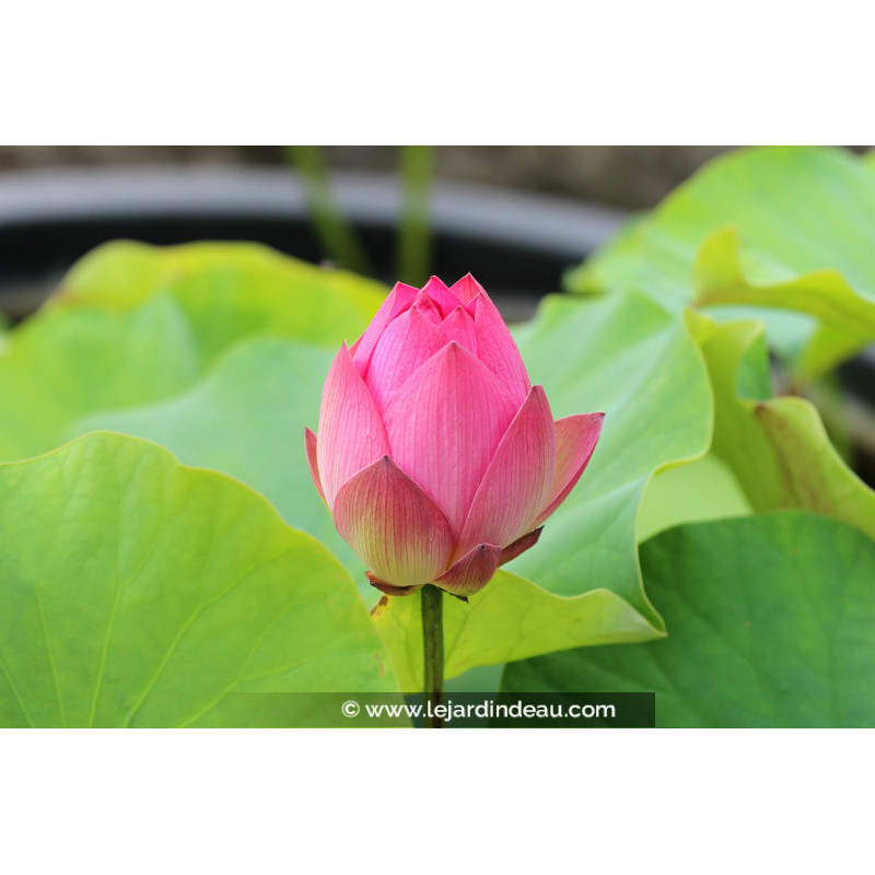 NELUMBO 'Red Light 15'