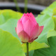 NELUMBO 'Red Light 15'