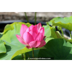 NELUMBO 'Red Light 15'