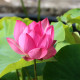 NELUMBO 'Red Light 15'