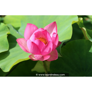 NELUMBO \'Red Light 15\'