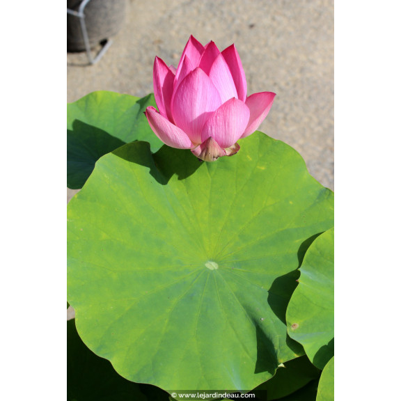 NELUMBO 'Red Light 15'