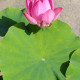 NELUMBO 'Red Light 15'