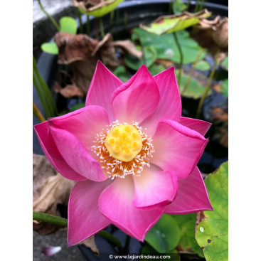 NELUMBO \'Princess Harper of Ten-Mile-Creek\'