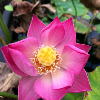 NELUMBO &#039;Princess Harper of Ten-Mile-Creek&#039;