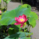 NELUMBO 'Zhong Guo Hong Shanghai'