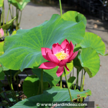 NELUMBO &#039;Zhong Guo Hong Shanghai&#039;