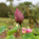 NELUMBO 'Zhong Guo Hong Shanghai'