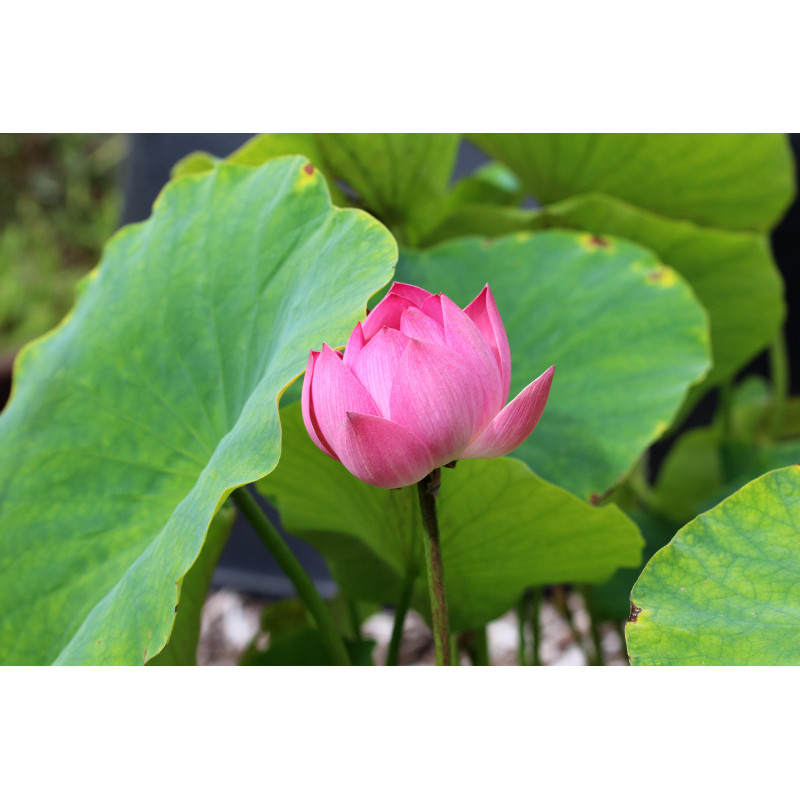 NELUMBO 'Red Children'