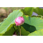 NELUMBO 'Red Children'