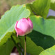 NELUMBO 'Red Children'