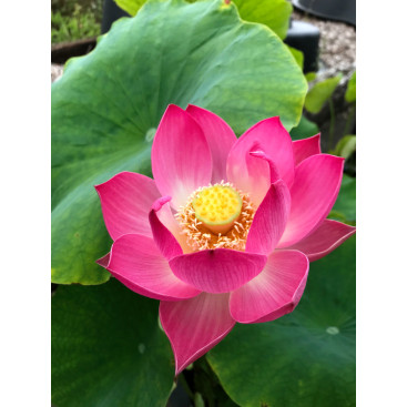 NELUMBO \'Red Children\'