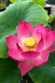 NELUMBO 'Red Children'