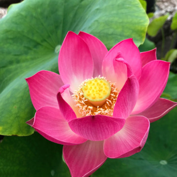 NELUMBO &#039;Red Children&#039;