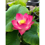 NELUMBO 'Red Children'