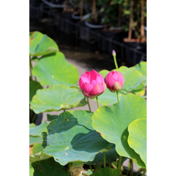 NELUMBO 'Qingling Honlian'