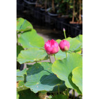 NELUMBO 'Qingling Honlian'