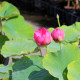 NELUMBO 'Qingling Honlian'