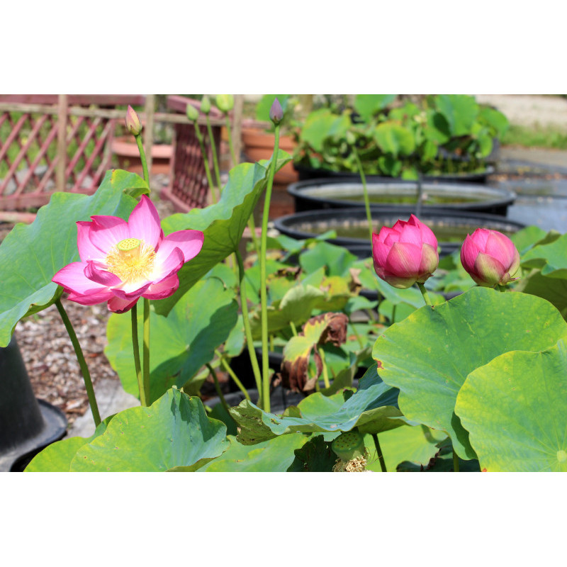 NELUMBO 'Qingling Honlian'