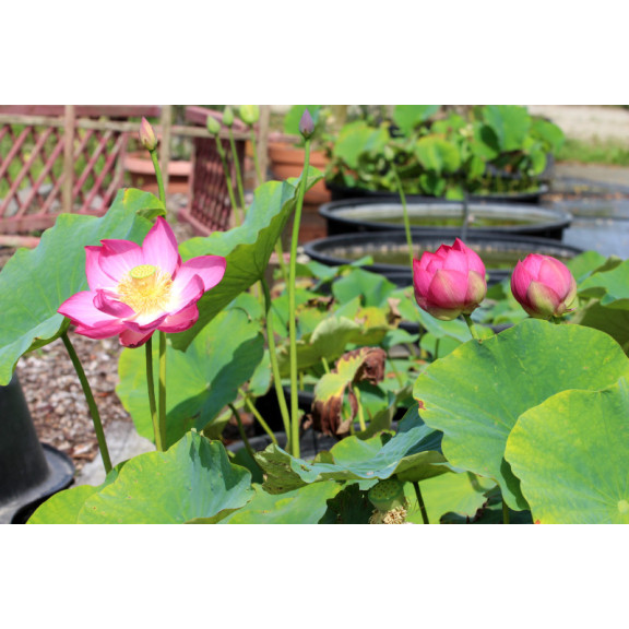 NELUMBO 'Qingling Honlian'