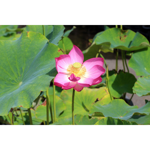 NELUMBO 'Qingling Honlian'