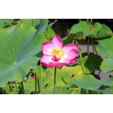 NELUMBO \'Qingling Honlian\'