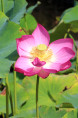 NELUMBO 'Qingling Honlian'