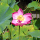 NELUMBO 'Qingling Honlian'