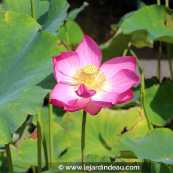 NELUMBO &#039;Qingling Honlian&#039;