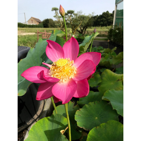 NELUMBO 'Qingling Honlian'