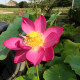 NELUMBO 'Qingling Honlian'