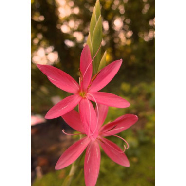 SCHIZOSTYLIS coccinea \'Major\'