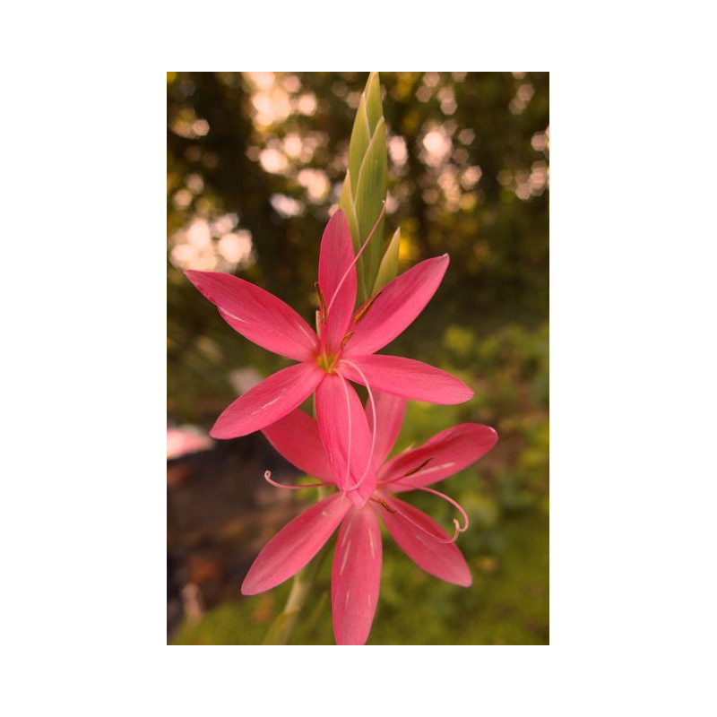 SCHIZOSTYLIS coccinea 'Major'