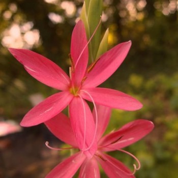 SCHIZOSTYLIS coccinea &#039;Major&#039;