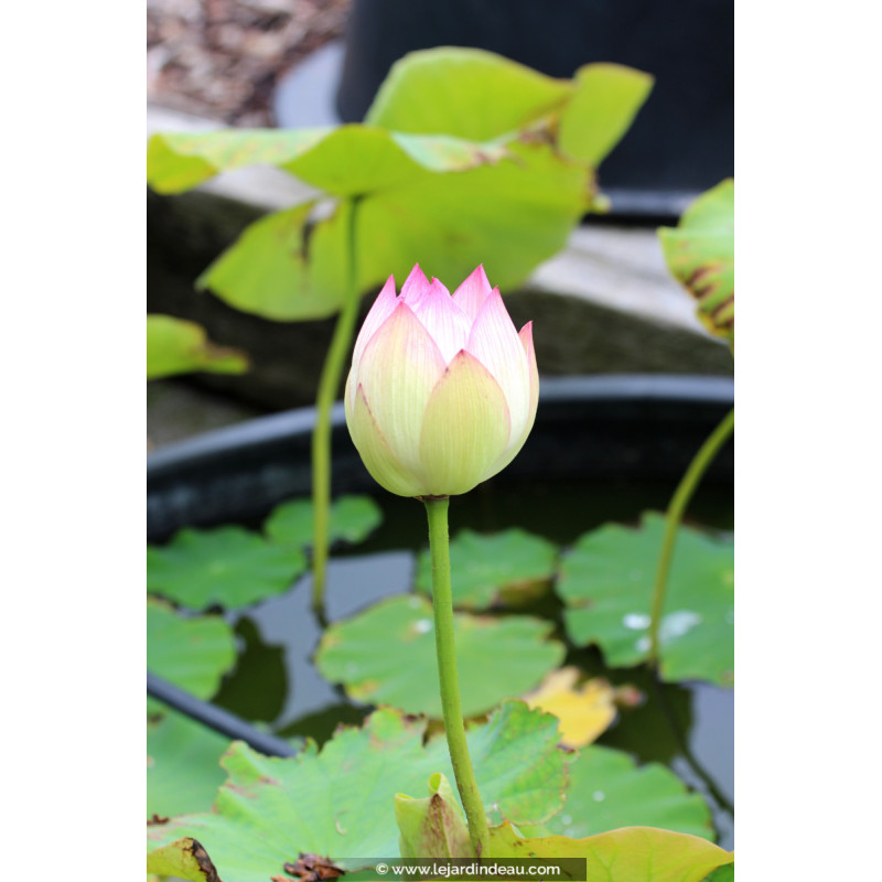 NELUMBO 'Cranberry Kiss'