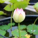 NELUMBO 'Cranberry Kiss'