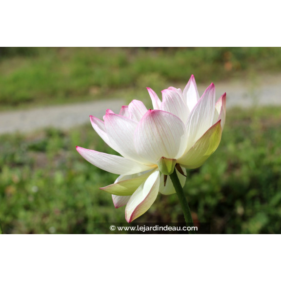 NELUMBO 'Cranberry Kiss'