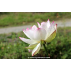 NELUMBO 'Cranberry Kiss'