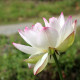 NELUMBO 'Cranberry Kiss'