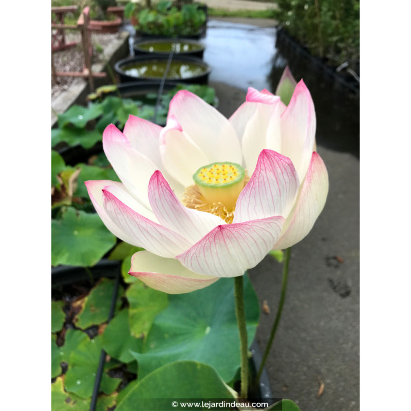 NELUMBO 'Cranberry Kiss'