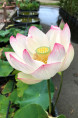 NELUMBO 'Cranberry Kiss'