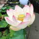 NELUMBO 'Cranberry Kiss'